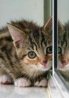 Corner {Attention} Box